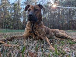 Lost Male Dog last seen Landsford Rd, Catawba, SC 29704