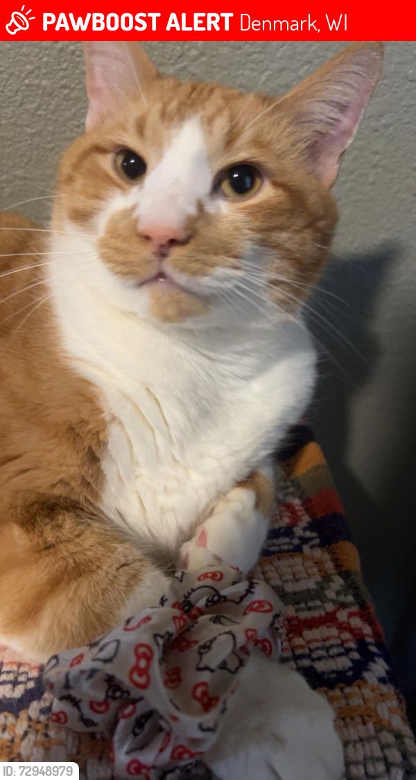 Lost Male Cat last seen all saints church , Denmark, WI 54208