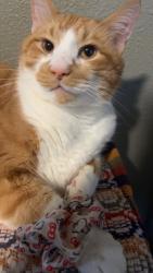 Lost Male Cat last seen all saints church , Denmark, WI 54208