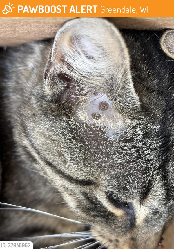 Found/Stray Unknown Cat last seen Grange ave and edgehill, Greendale, Greendale, WI 53129