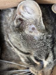 Found/Stray Unknown Cat last seen Grange ave and edgehill, Greendale, Greendale, WI 53129