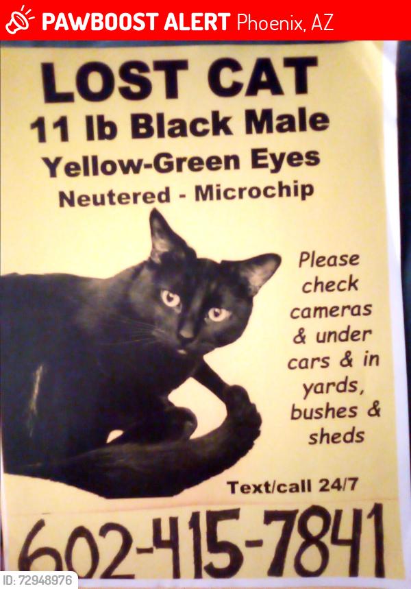 Lost Male Cat last seen 11th ave & bell rd phoenix az 85023, Phoenix, AZ 85023