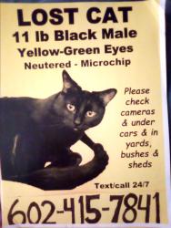 Lost Male Cat last seen 11th ave & bell rd phoenix az 85023, Phoenix, AZ 85023
