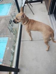 Reunited Female Dog last seen Metro & Óptima street , Chula Vista, CA 91915