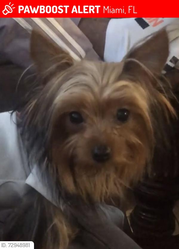 Lost Female Dog last seen NW 2nd ave Miami fl, Miami, FL 33127