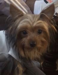 Lost Female Dog last seen NW 2nd ave Miami fl, Miami, FL 33127