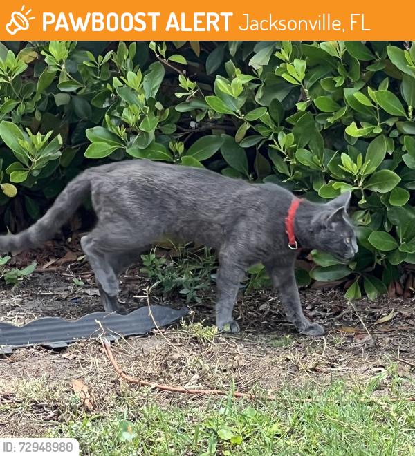 Found/Stray Unknown Cat last seen Moncrief Village apmts, Jacksonville, FL 32209