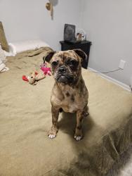 Reunited Female Dog last seen Near labore rd, vadnais heights, mn, 55110, Saint Paul, MN 55110