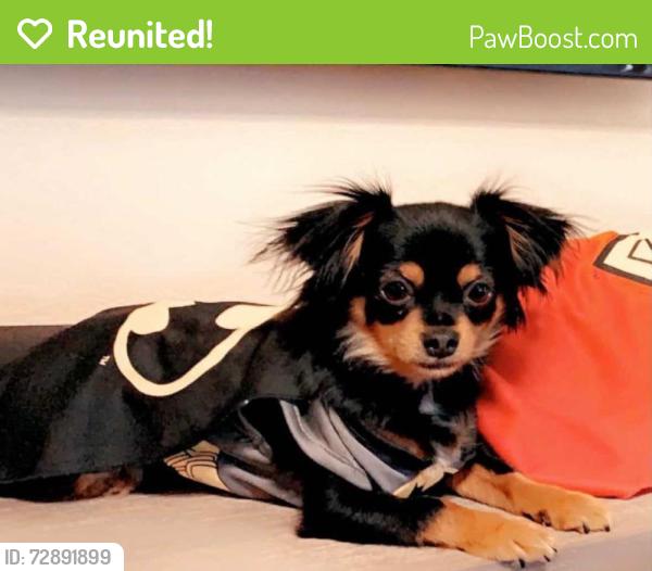 Reunited Female Dog last seen Castellano, vaquero ln, El Paso, TX 79912
