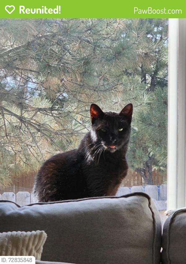 Reunited Male Cat last seen Ansel Dr and Akron Dr, Colorado Springs, CO 80923