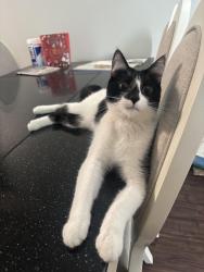 Lost Male Cat last seen Near Dunkin Donuts, Stockbridge, GA 30281
