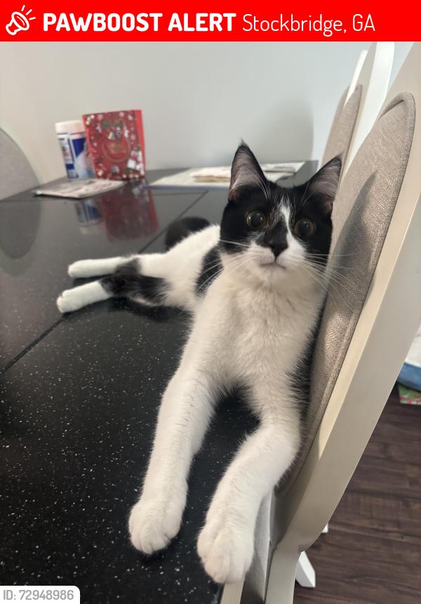 Lost Male Cat last seen Near Dunkin Donuts, Stockbridge, GA 30281