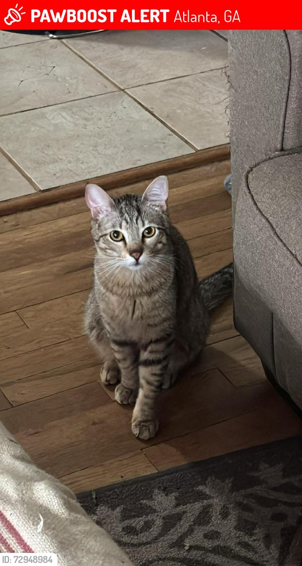 Lost Male Cat last seen Boulevard heights, Grant park, Atlanta, GA, Atlanta, GA 30312