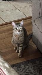 Lost Male Cat last seen Boulevard heights, Grant park, Atlanta, GA, Atlanta, GA 30312