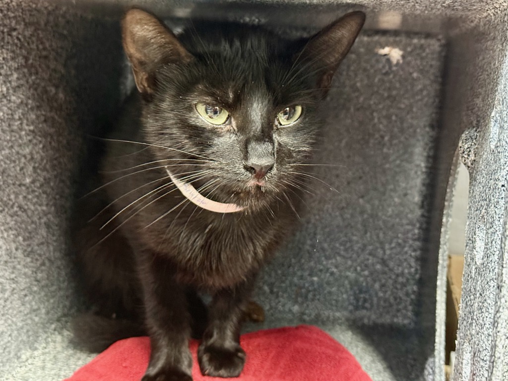 Shelter Stray Female Cat last seen E 108th Street, NEW YORK, NY, 10029, New York, NY 10029