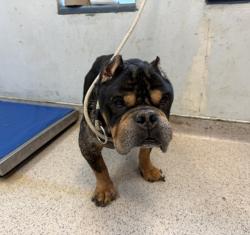 Shelter Stray Male Dog last seen Near Second Avenue, NEW YORK, NY, 10035, New York, NY 10029