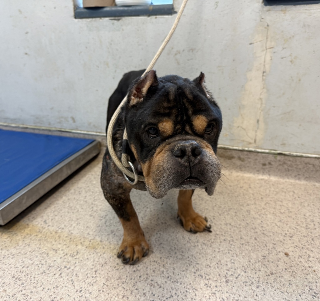 Shelter Stray Male Dog last seen Near Second Avenue, NEW YORK, NY, 10035, New York, NY 10029
