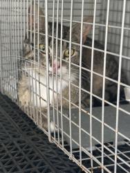 Shelter Stray Unknown Cat last seen Near Oxbow Drive, VIRGINIA BEACH, VA, 23464, Virginia Beach, VA 23451