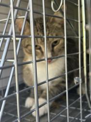 Shelter Stray Unknown Cat last seen Near Aragon Drive, VIRGINIA BEACH, VA, 23455, Virginia Beach, VA 23451
