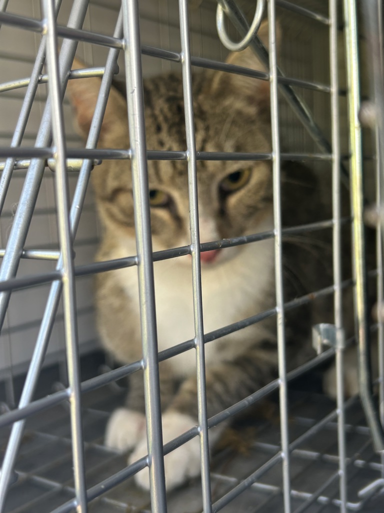 Shelter Stray Unknown Cat last seen Near Aragon Drive, VIRGINIA BEACH, VA, 23455, Virginia Beach, VA 23451