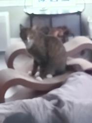 Reunited Male Cat last seen Morar, Cumbernauld, Scotland G67