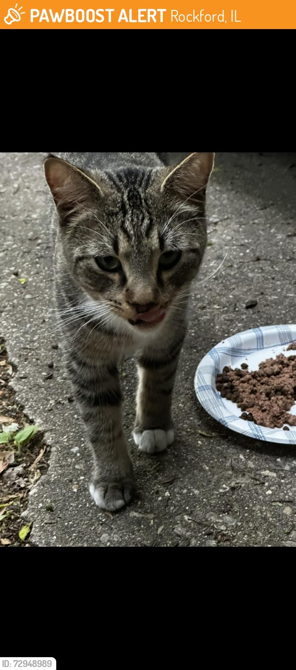 Found/Stray Unknown Cat last seen Rural and Fairview , Rockford, IL 61107