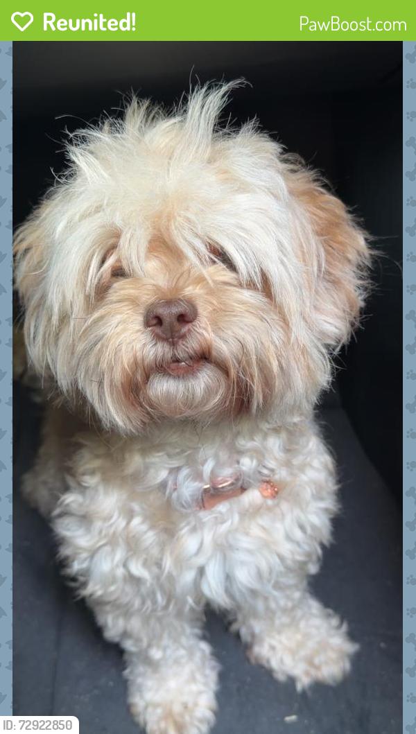 Reunited Female Dog last seen Secor rd and laskey, Toledo, OH 43623