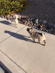 Reunited Unknown Dog last seen Severance and Thom , Las Vegas, NV 89131