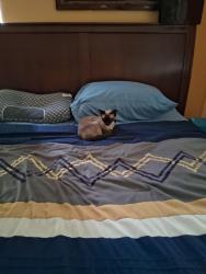 Reunited Female Cat last seen Indian River Drive , Sharpes, FL 32927