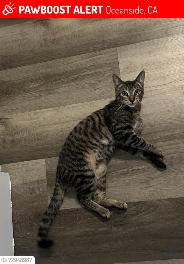 Lost Male Cat last seen Mission Ave & Carey Rd , Oceanside, CA 92054