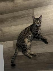 Lost Male Cat last seen Mission Ave & Carey Rd , Oceanside, CA 92054