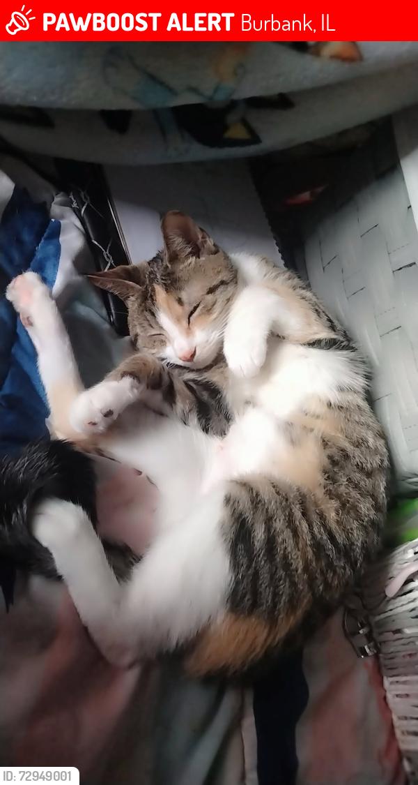 Lost Female Cat last seen Near W 79th St, Burbank, IL 60459, Burbank, IL 60459