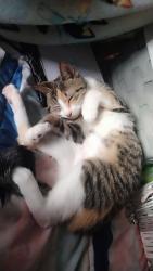 Lost Female Cat last seen Near W 79th St, Burbank, IL 60459, Burbank, IL 60459