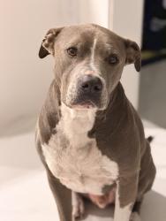 Reunited Male Dog last seen Highlands , Vero Beach, FL 32962