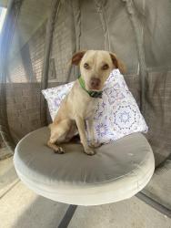 Found/Stray Male Dog last seen Young Street, Broussard, LA 70518