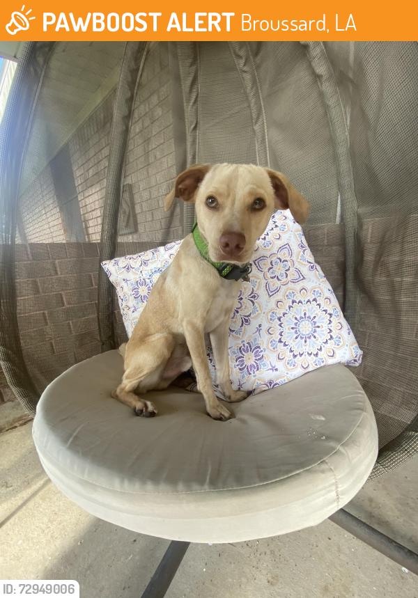 Found/Stray Male Dog last seen Young Street, Broussard, LA 70518