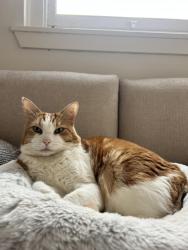 Reunited Male Cat last seen Summer hill church , Summer Hill, NSW 2130