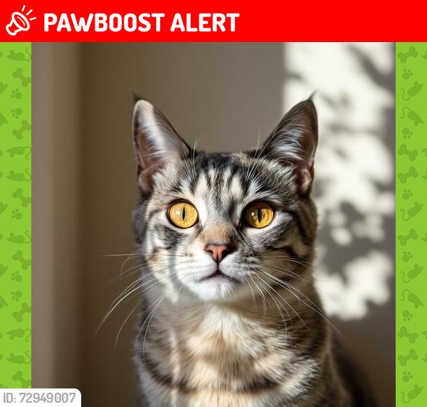 Lost Male Cat last seen sandownstreet125@gmail.co, Greater Manchester, England M18