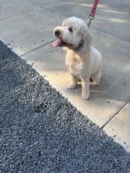 Found/Stray Unknown Dog last seen Springbrook St and Abbot / Northern Hills, Dallas, TX 75205