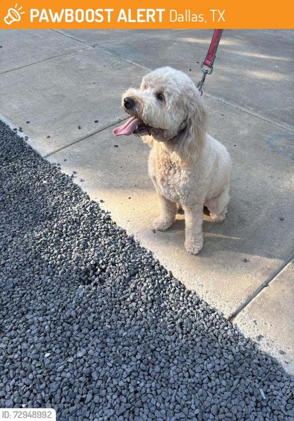 Found/Stray Unknown Dog last seen Springbrook St and Abbot / Northern Hills, Dallas, TX 75205