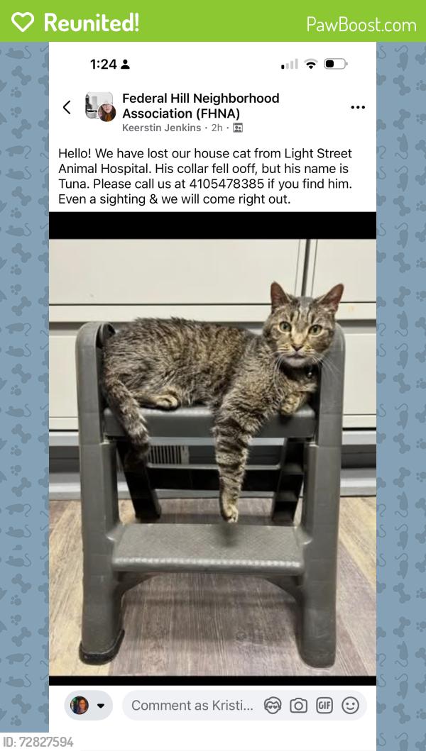 Reunited Male Cat last seen Near light street , Baltimore, MD 21230