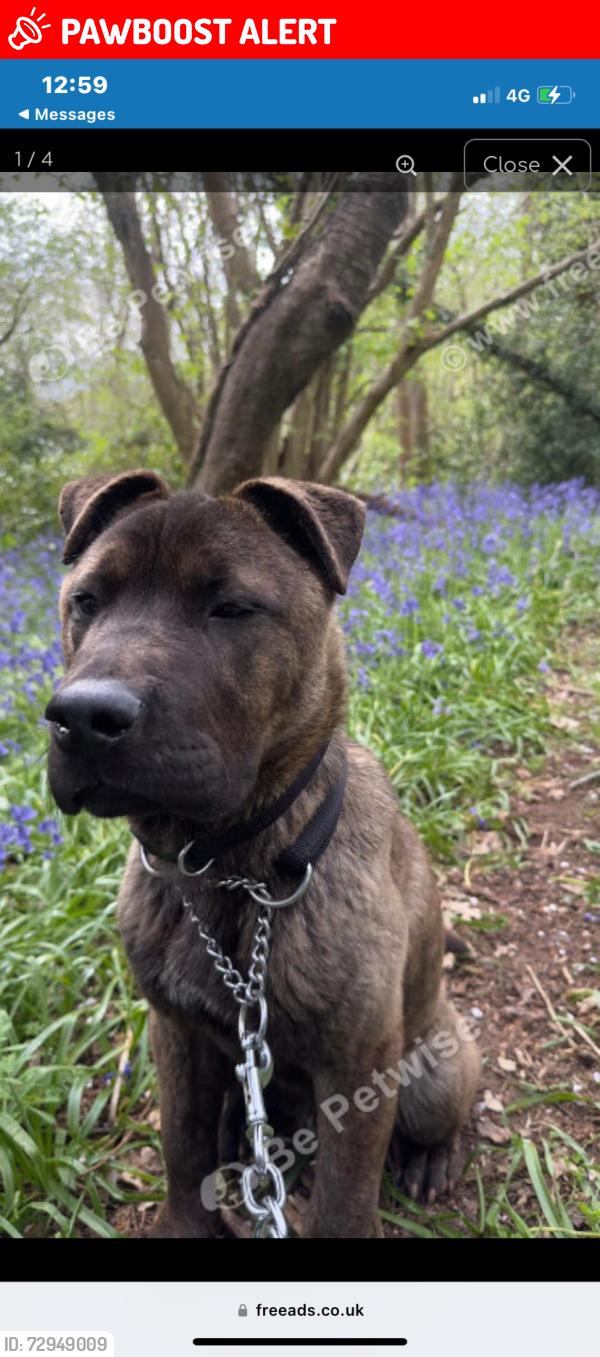 Lost Male Dog last seen Or Mitcham Road , Greater London, England CR0 3TF