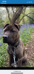Lost Male Dog last seen Or Mitcham Road , Greater London, England CR0 3TF