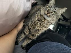 Reunited Female Cat last seen In backyards, Oakland, CA 94619
