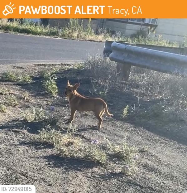 Found/Stray Male Dog last seen Reeve road Tracy CA , Tracy, CA 95376