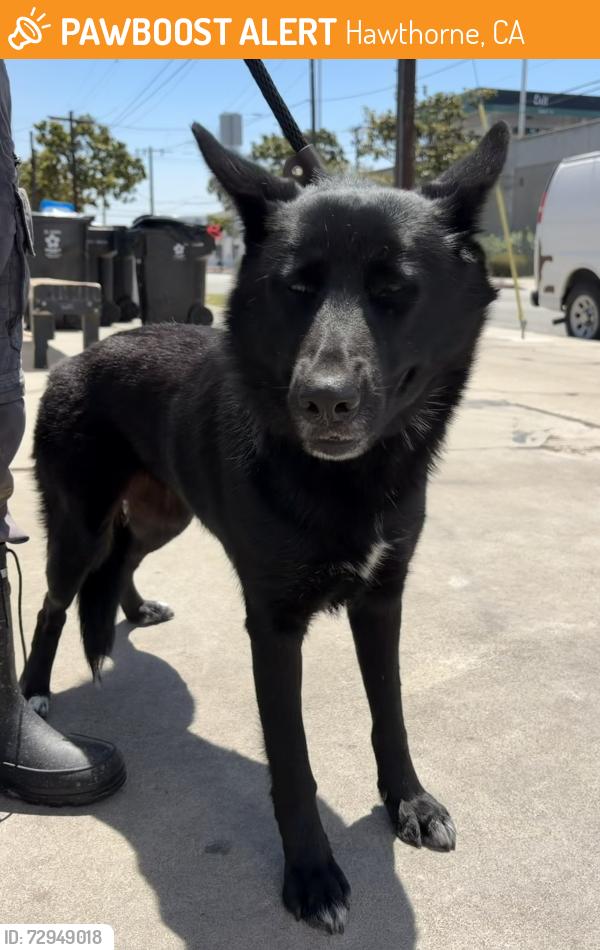 Found/Stray Female Dog last seen Best Buy, Hawthorne, CA 90250