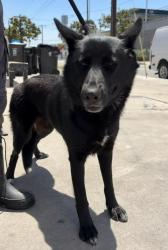 Found/Stray Female Dog last seen Best Buy, Hawthorne, CA 90250