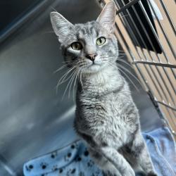 Shelter Stray Male Cat last seen , Matteson, IL 60443
