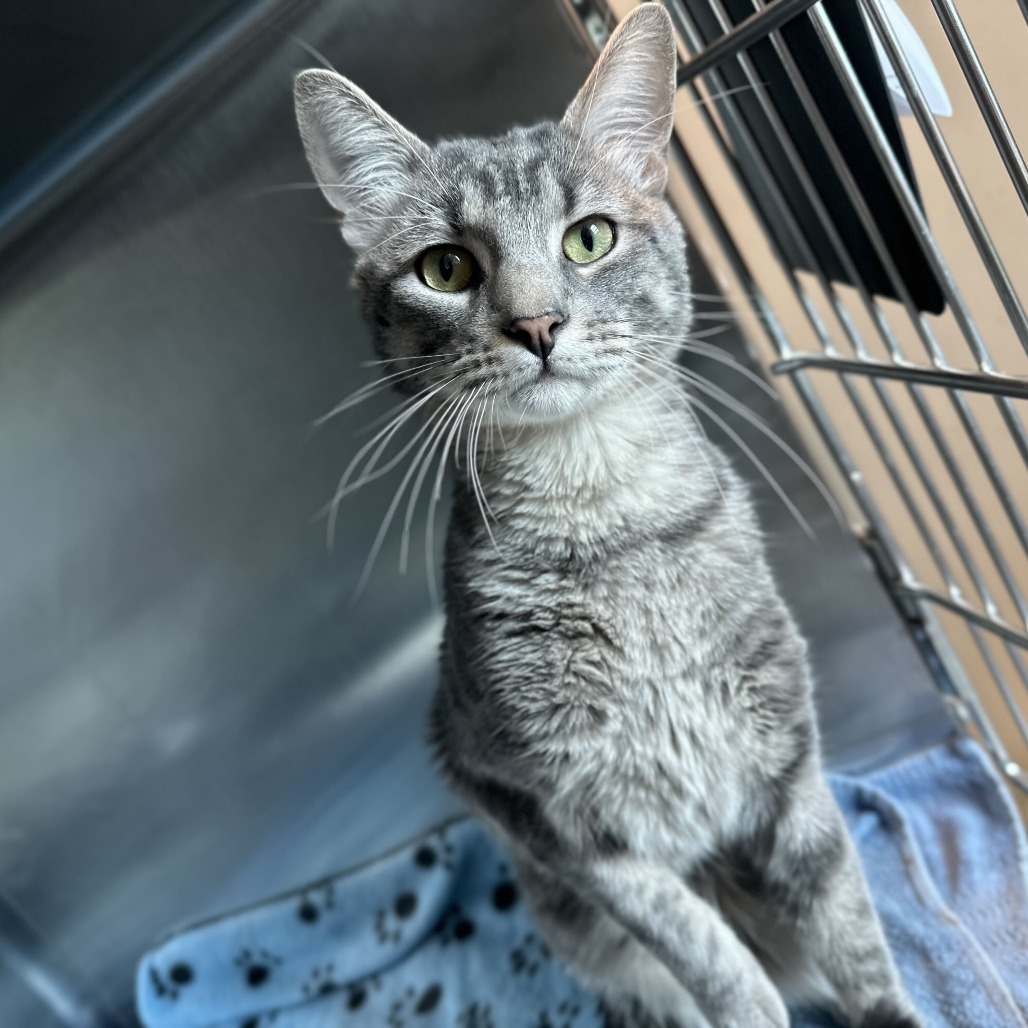 Shelter Stray Male Cat last seen , Matteson, IL 60443