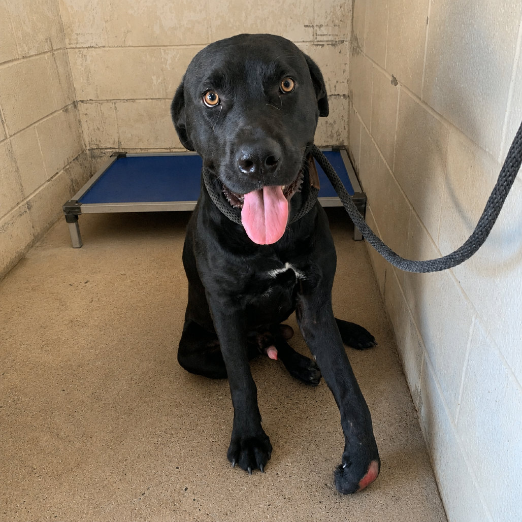 Shelter Stray Male Dog last seen , Edinburg, TX 78539